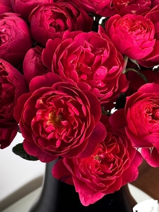 上海鲜花，多头绝色果汁花园玫瑰10支