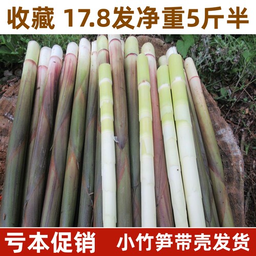 野生新鲜小竹笋笋尖江西现挖甜小笋子春笋非雷笋手剥油焖火锅山笋