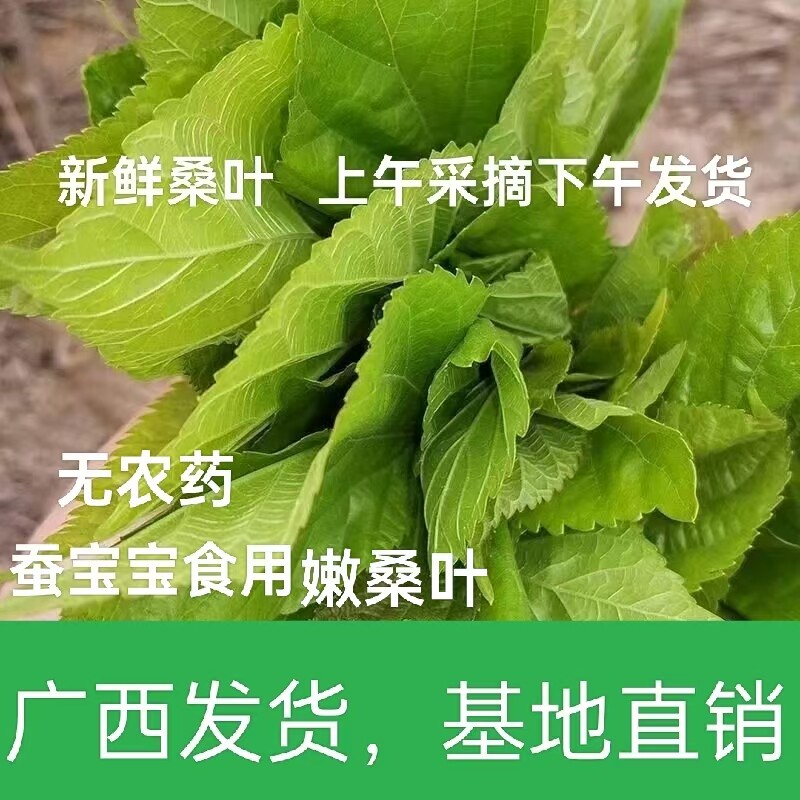 新鲜嫩桑叶蚕宝宝吃的喂蚕新鲜食用桑树叶套装上午采摘下午发货图片