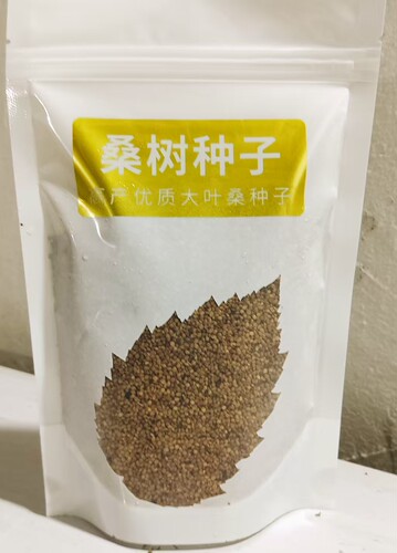 油桑桑树种子，纯净种子干净无杂质，四季易播种，包发芽