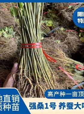 强桑1号免嫁接桑树苗，养蚕专用良种大叶桑树苗现挖现发快递包邮
