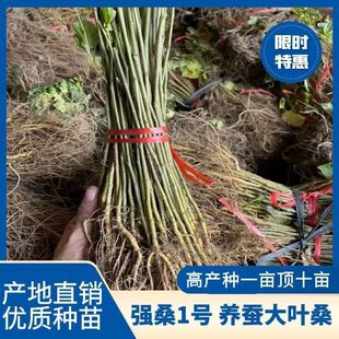 强桑1号免嫁接桑树苗，养蚕专用良种大叶桑树苗现挖现发快递包邮