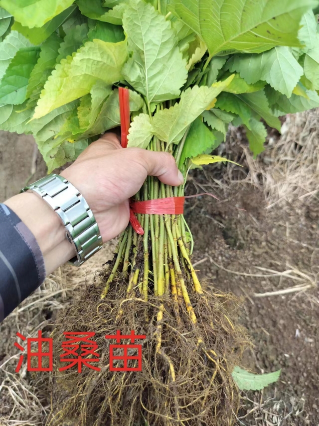 油桑实生苗，良种养专用大叶桑树苗，基地直销，快递包邮。