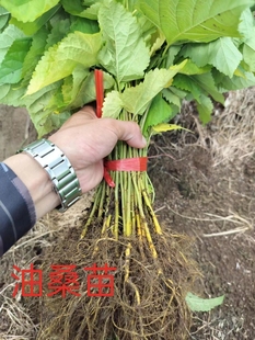 油桑实生苗养蚕专用良种大叶桑，基地直发快递包邮现挖现发