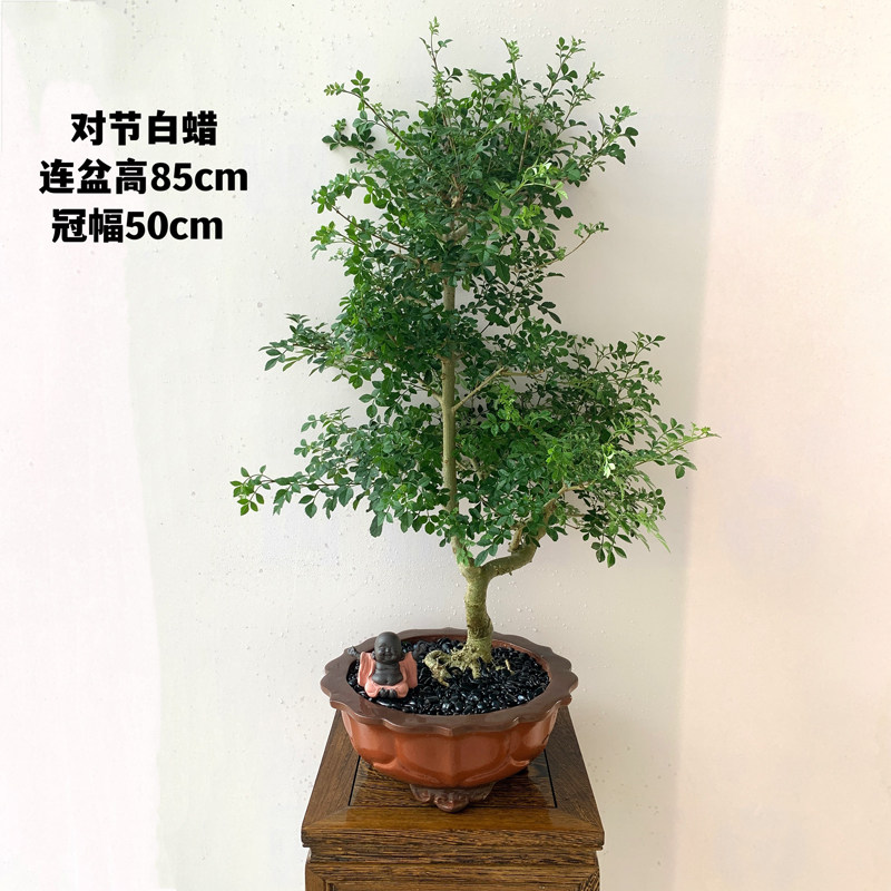 精品对节白蜡盆景岭南盆栽绿植室桌面绿植