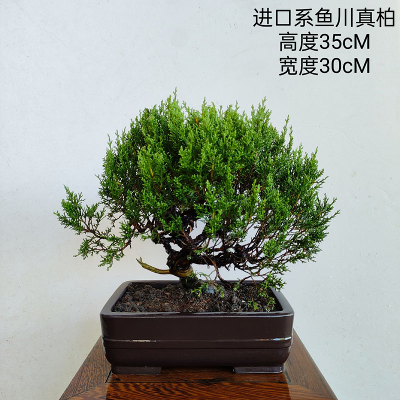 迎客松盆栽绿植罗汉松盆景