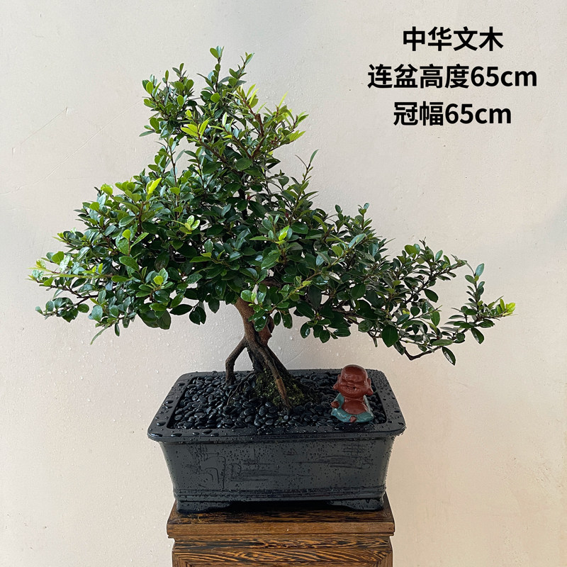 名贵中华文木盆景四季常青办公室内客厅书房绿植净化空气造型盆栽