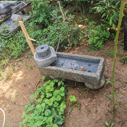 水槽养鱼价格 水槽养鱼图片 星期三