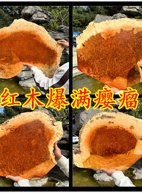 缅甸花梨瘤疤摆件中式简约干泡茶盘红木满瘿瘤送礼工艺品收藏礼品