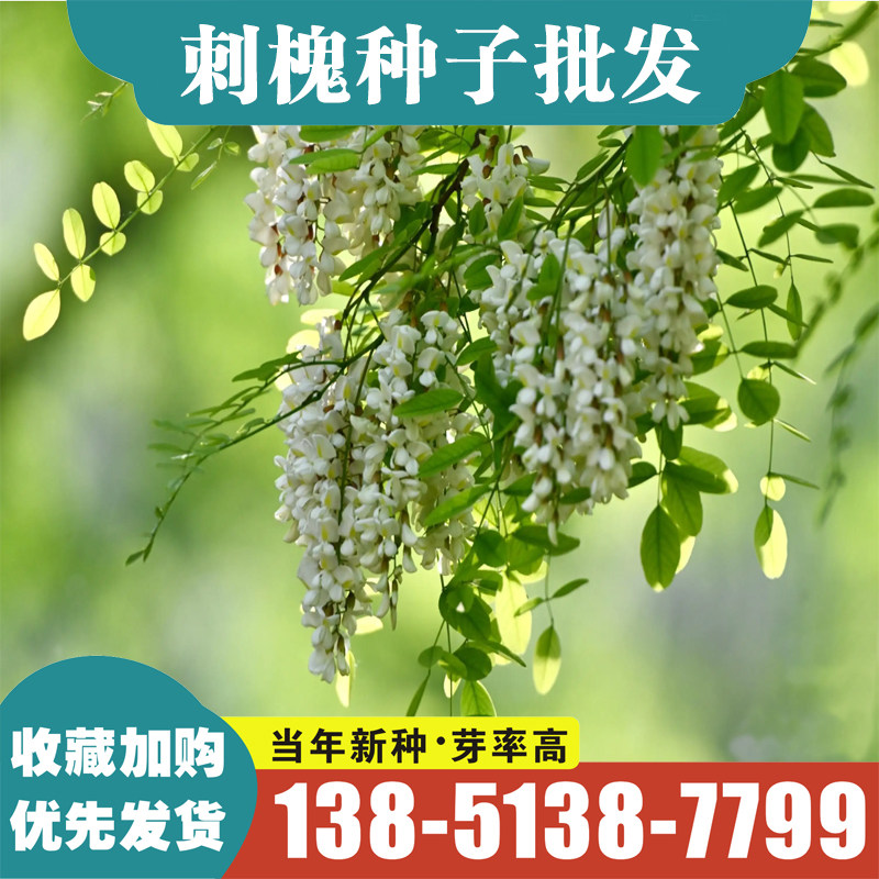 新采刺槐种子 黄槐种子 白刺槐树种子紫穗槐 洋槐 蜜蜂采蜜槐