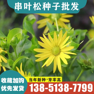 串叶松香草种籽多年生耐旱牧草种子猪牛羊兔鸡鸭鱼种籽包邮