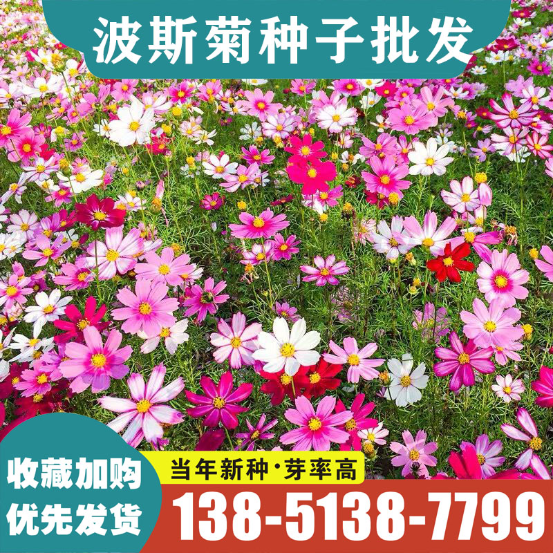波斯菊花种野花组合花种子籽子