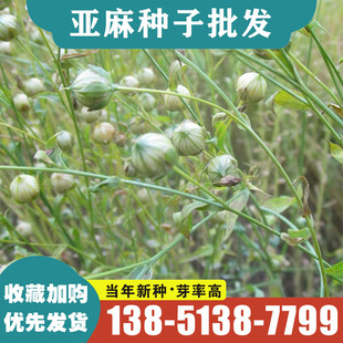 亚麻种子生亚麻籽胡麻种子中药材内蒙可做亚麻籽油芽苗菜老品种