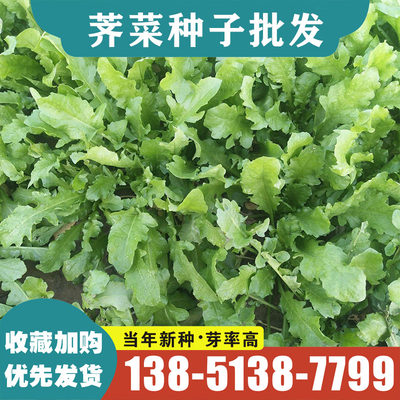 野生大叶荠菜种籽荠菜种子阳台地菜四季盆栽蔬菜孑苗大全野菜种籽