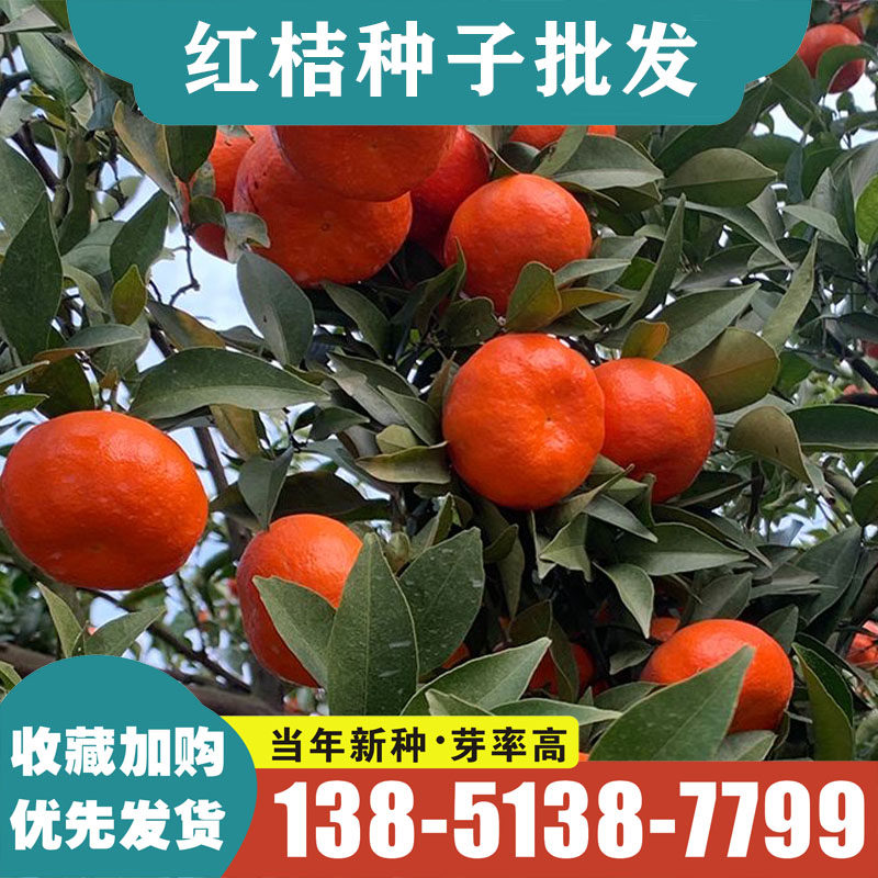 红桔种子橘树种籽四季红桔种子嫁接柑橘种植果树种子林木种子 。