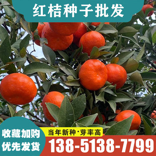 红桔种子橘树种籽四季红桔种子嫁接柑橘种植果树种子林木种子 。