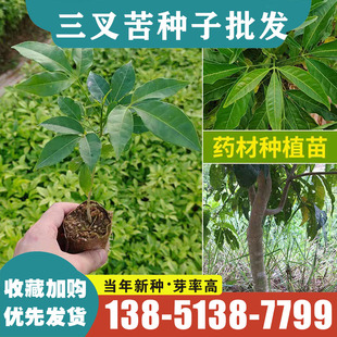 三叉苦种子三桠苦正宗三丫苦林木种籽苗落叶鸡骨树材种孑四季播种
