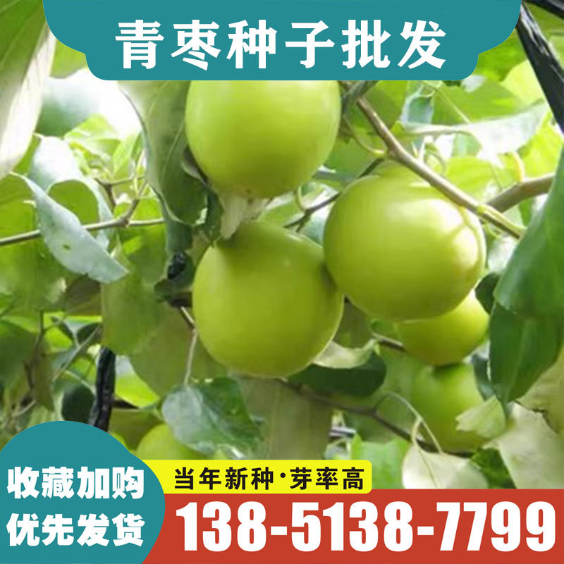 冬枣青枣红枣树种子 枣核鲜甜可口四季可播庭院果树种子