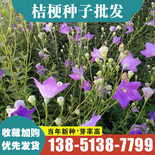 中华桔梗种子铃铛花僧帽花包袱花中草药材多年生庭院观赏盆栽包邮