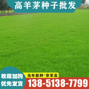 四季高羊茅草籽耐寒耐践踏四季常青护坡固土绿化草皮草坪种子