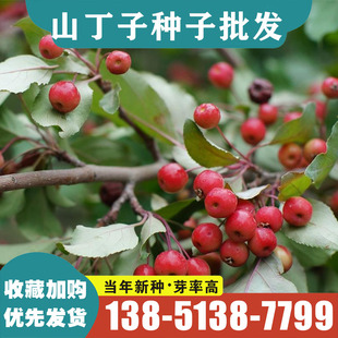 山丁子种子林荆子山丁子嫁接苹果优良蜜源品种山荆子林木种籽包邮