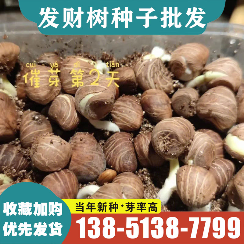 发财树种子新采树种子金钱树种籽家庭园艺种子
