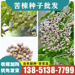 新采苦楝树种子 苦楝种籽 楝树紫花树种子楝枣种子苦楝子种籽包邮
