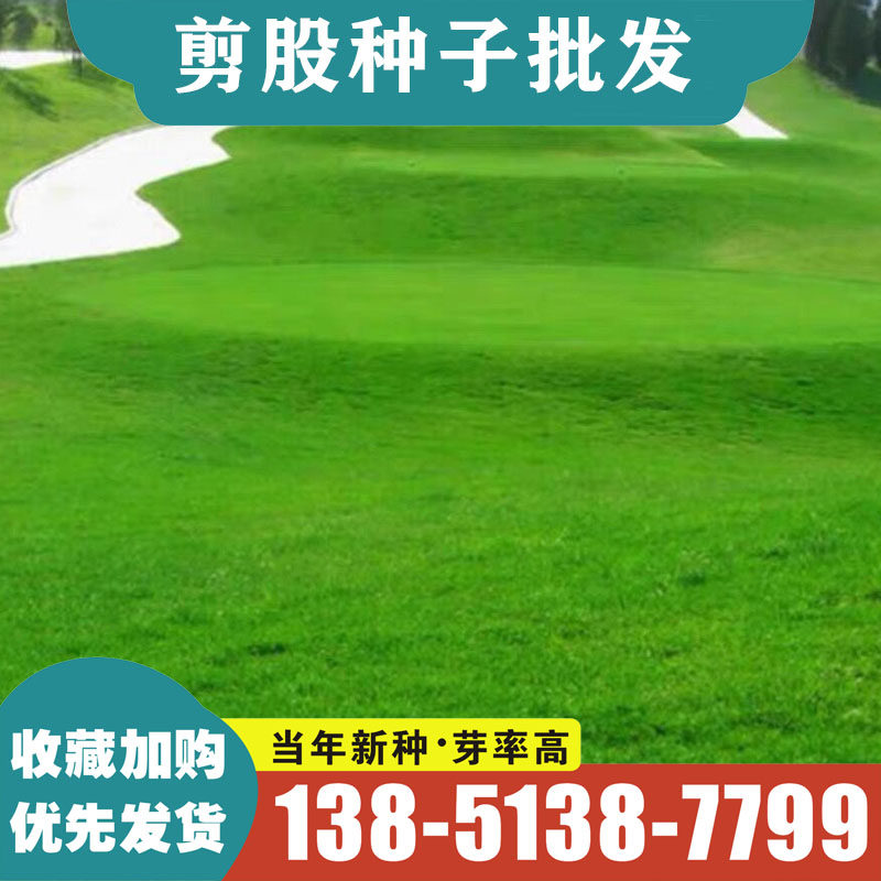 进口匍匐型剪股颖种子 草坪草种子籽高尔夫球场别墅庭院绿化草籽