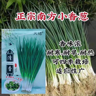 清香四季葱种子正宗南方四季小香葱种子香味浓耐寒耐旱耐热蔬菜籽