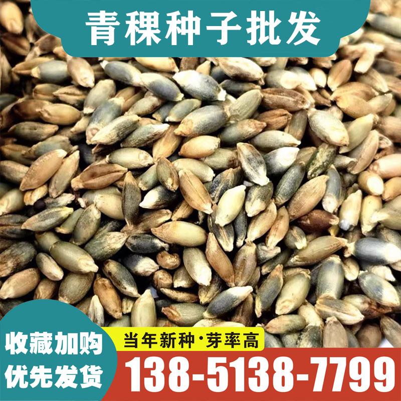 青稞荞麦种子五谷杂粮种子