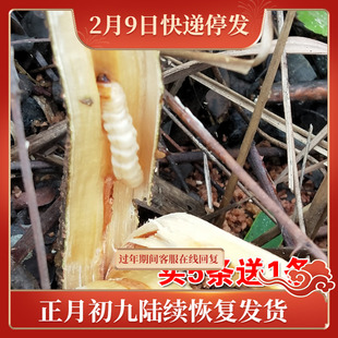包邮 现抓野生活体斗米虫 鸟不踏刺虫 云实树天牛幼虫云实蛀虫