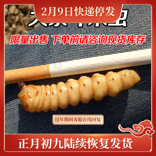 大虫 包邮 现抓野生活体斗米虫鸟不踏刺虫云实树天牛幼虫云实蛀虫