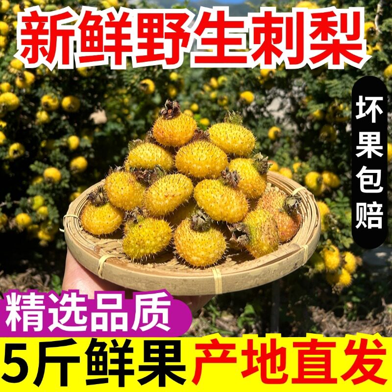 顺丰新鲜四川野生刺梨鲜果整箱5斤现摘现发刺力刺梨维c食用农产品
