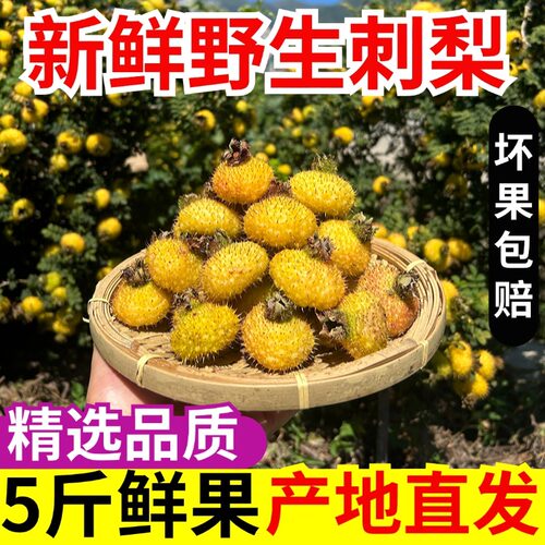 顺丰新鲜四川野生刺梨鲜果整箱5斤现摘现发刺梨维c食用农产品