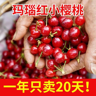 攀枝花纯甜玛瑙红小樱桃4斤