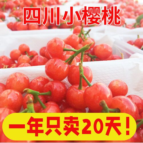 攀枝花米易小樱桃玛瑙红