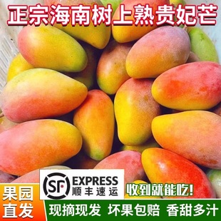 海南三亚树上熟贵妃芒果新鲜芒果精选特大热带水果礼盒装顺丰包邮