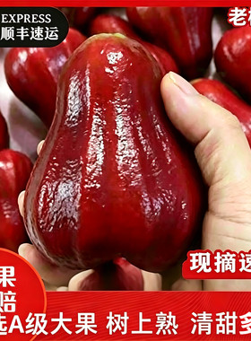 海南三亚正宗黑金刚莲雾礼盒