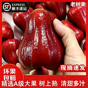 [顺丰到家]海南三亚市黑金刚莲雾海南莲雾果热带新鲜孕妇水果多汁