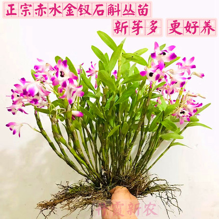 正宗贵州赤水金钗石斛丛苗盆栽石斛苗比铁皮石斛好养可食用