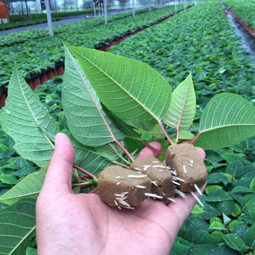 育苗基质块好发芽WEFARM