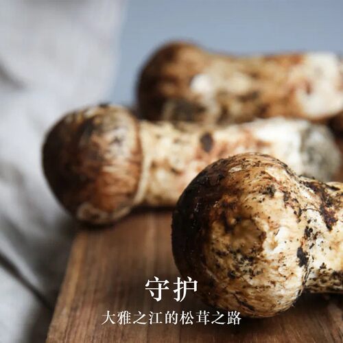 海伶山珍新鲜松茸雅江