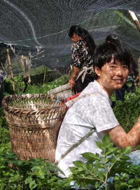 赵海伶| 海伶山珍青川短裙竹荪50g 干货农家自种竹荪煲汤食用竹菌