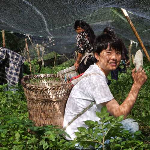 海伶山珍青川短裙竹荪农家自种