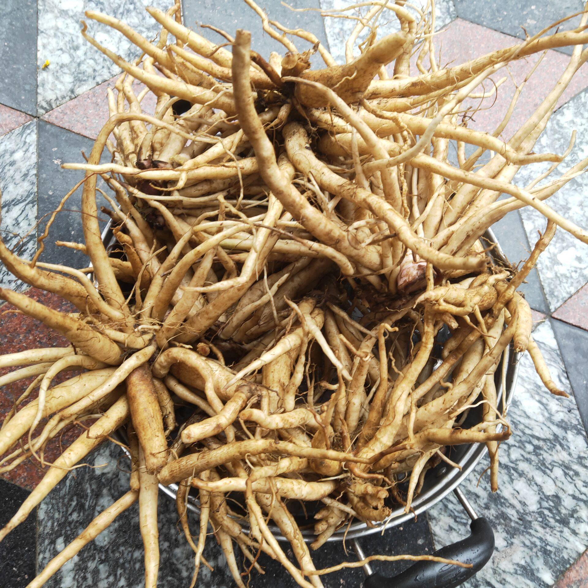 野外新鲜大蓟根 大刺儿菜 大刺盖 山萝卜 内叶刺中草药 煲汤500克