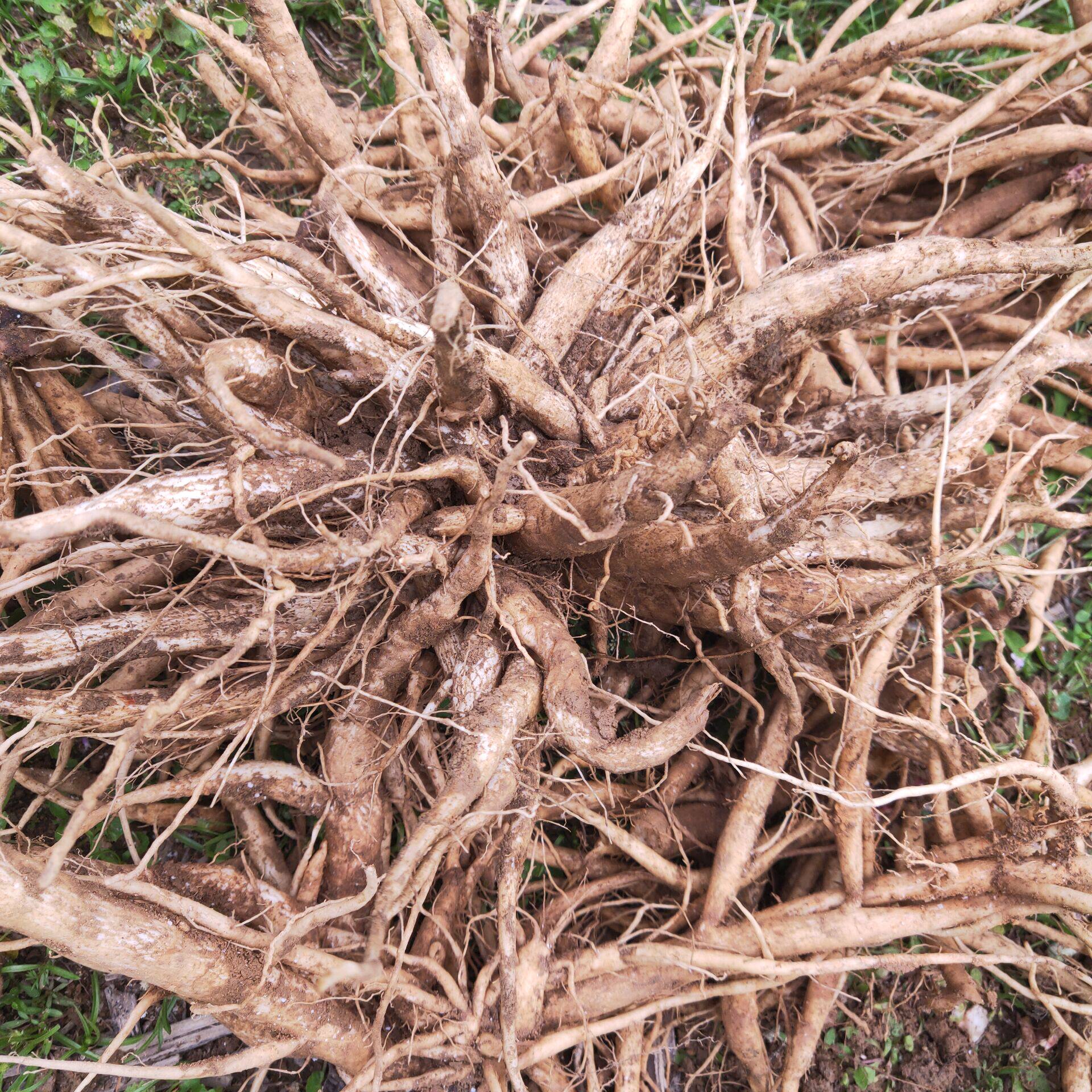 大蓟根新鲜野外自挖大蓟草刺蓟马蓟虎蓟刺儿菜草药炖汤嗮干货新货