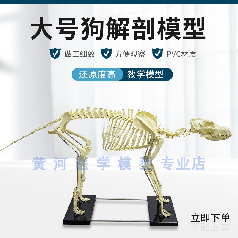 宠物骨科器械 狗骨骼标本模型 动物狗犬骨架 狗骨骼解Z剖组合兽用