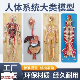 中枢脊髓 人体神经系统模型 血液循环H系统泌尿系统消化系统内分