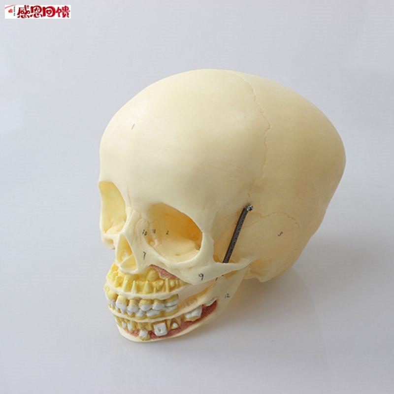 瑞泰医学模型儿童头骨上颚下颌骨口腔r牙齿1比1仿真婴儿颅骨囟门