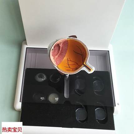 眼睛模型 晶片虹膜器官解剖白D内障光学教仪医用医学教学教具